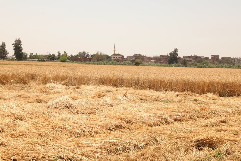 موسم حصاد القمح بالشرقية 02