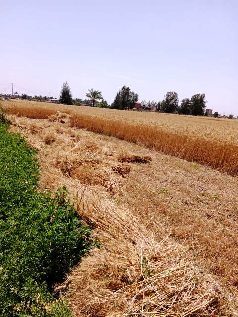 موسم حصاد القمح بالشرقية 01
