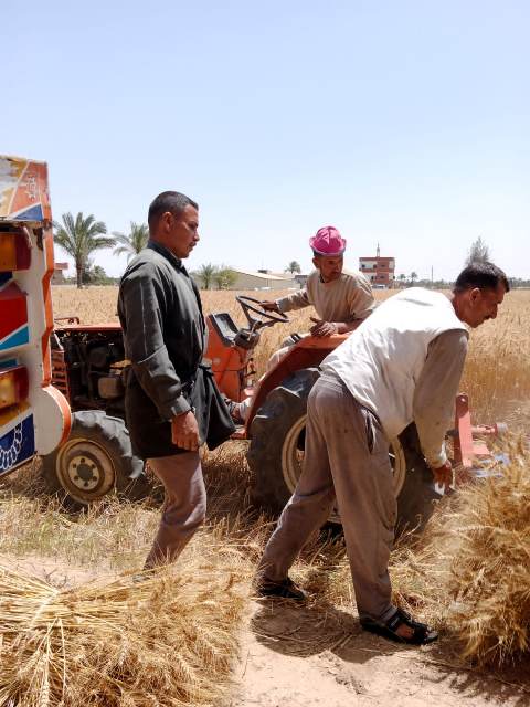 موسم حصاد القمح بالشرقية 02