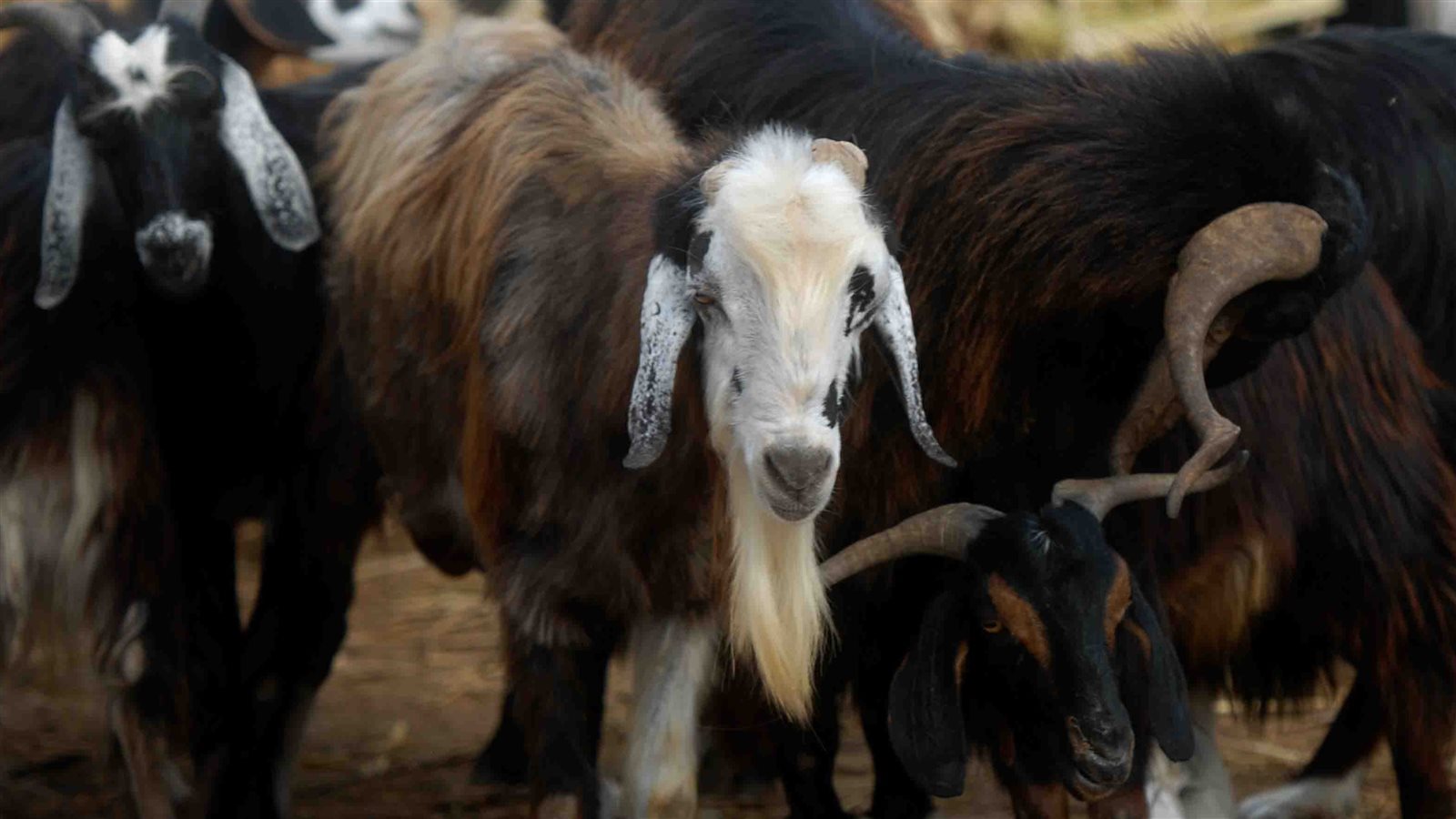 تفسير رؤية العجل في المنام للمتزوجة