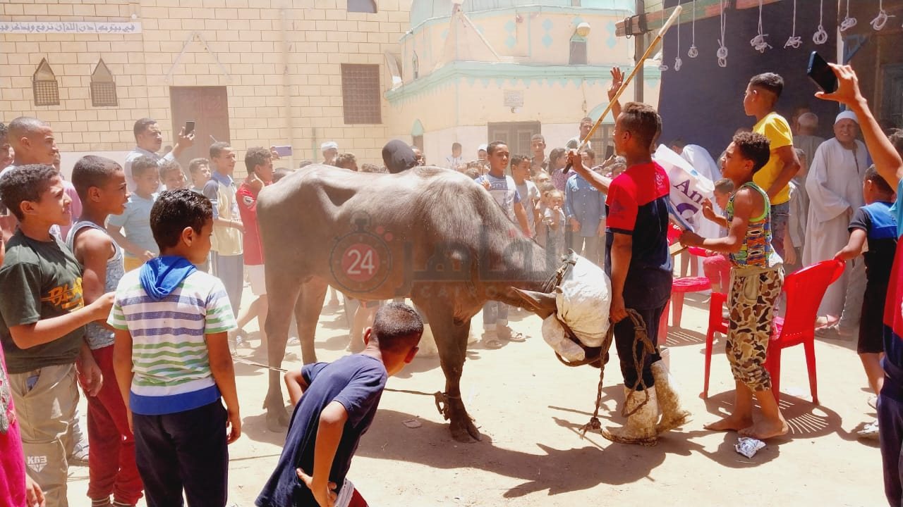 زفة العجل قبل الذبح