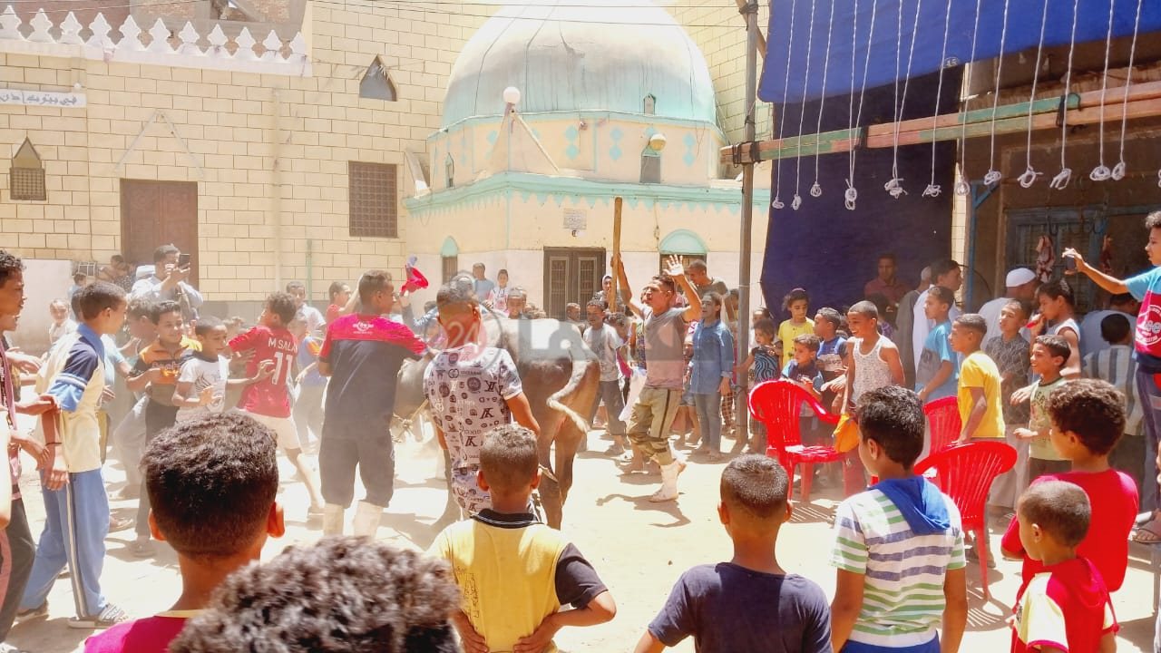 زفة العجل قبل الذبح1