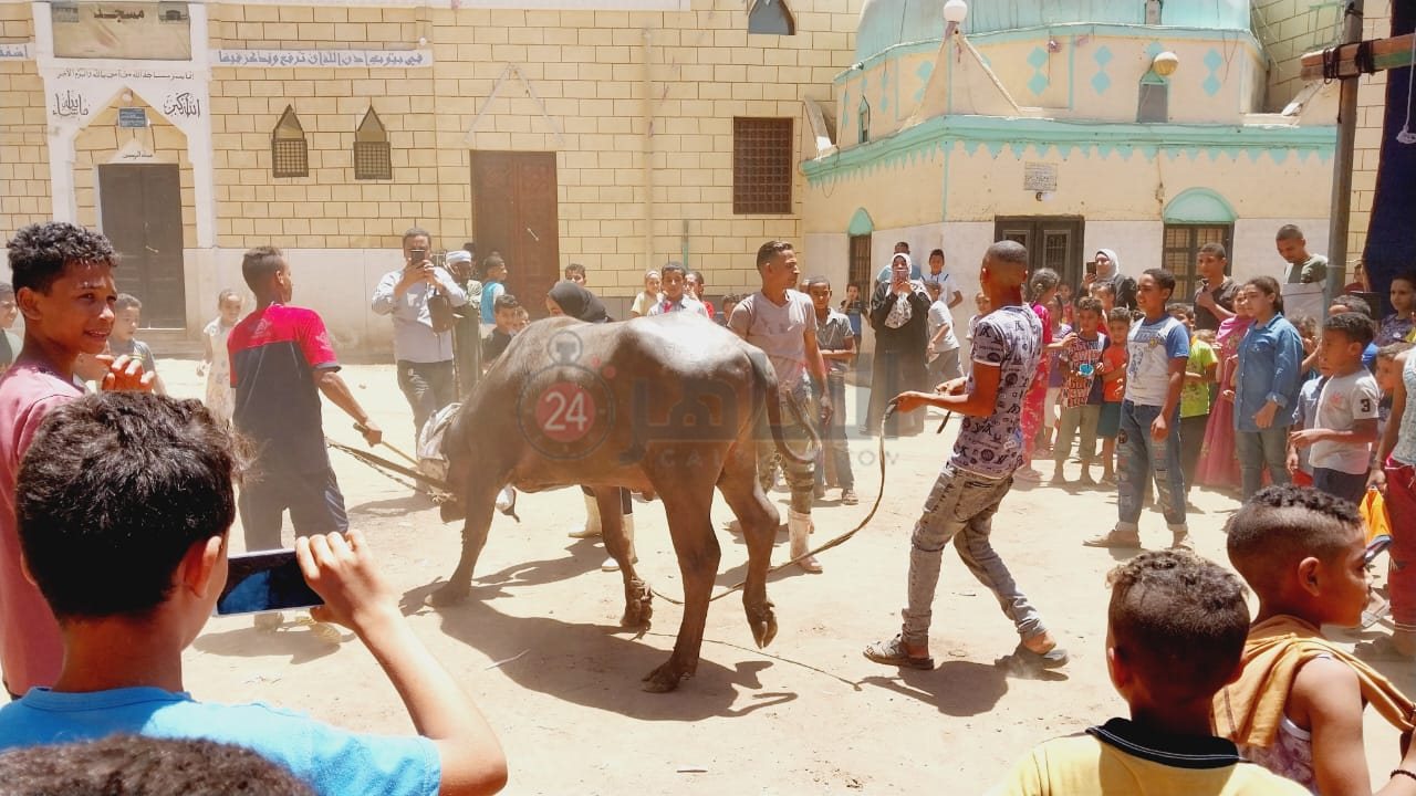 زفة العجل قبل الذبح2