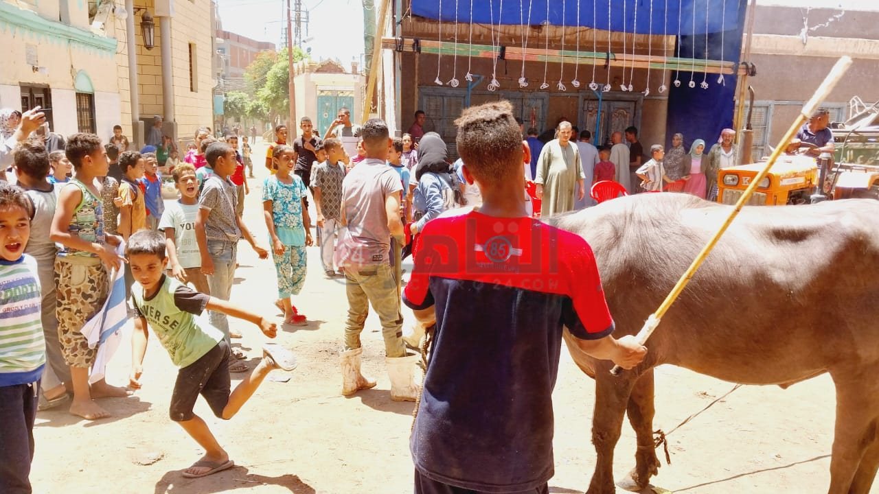 زفة العجل قبل الذبح4