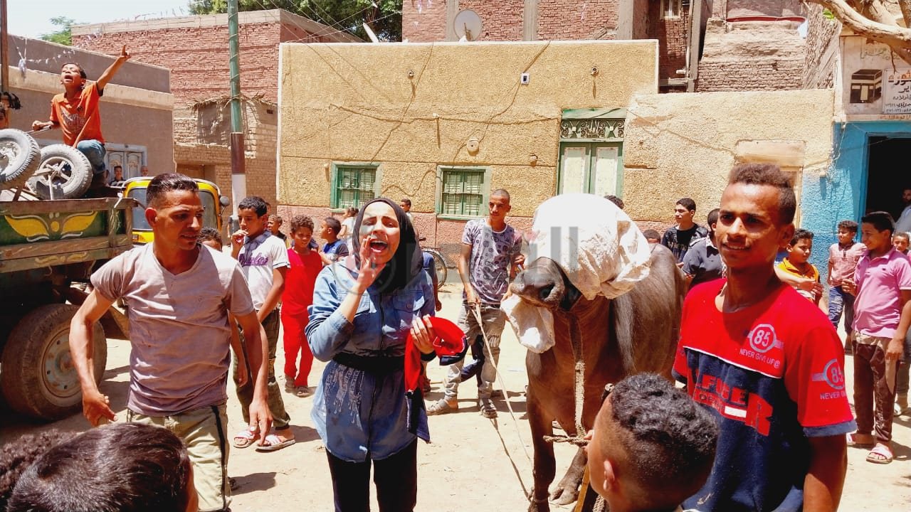 زفة العجل قبل الذبح5