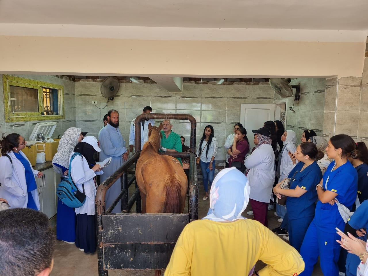 قافلة بيطرية بشرق الإسكندرية 