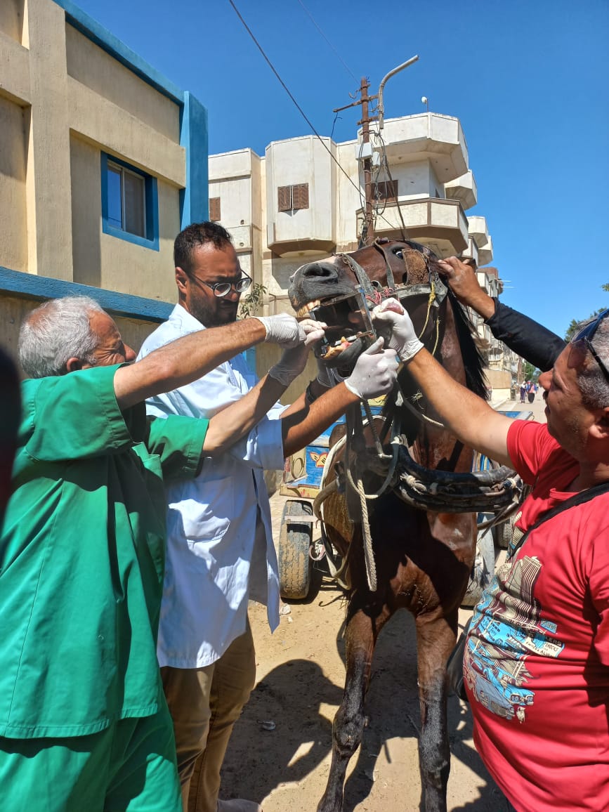 قافلة بيطرية بشرق الإسكندرية 