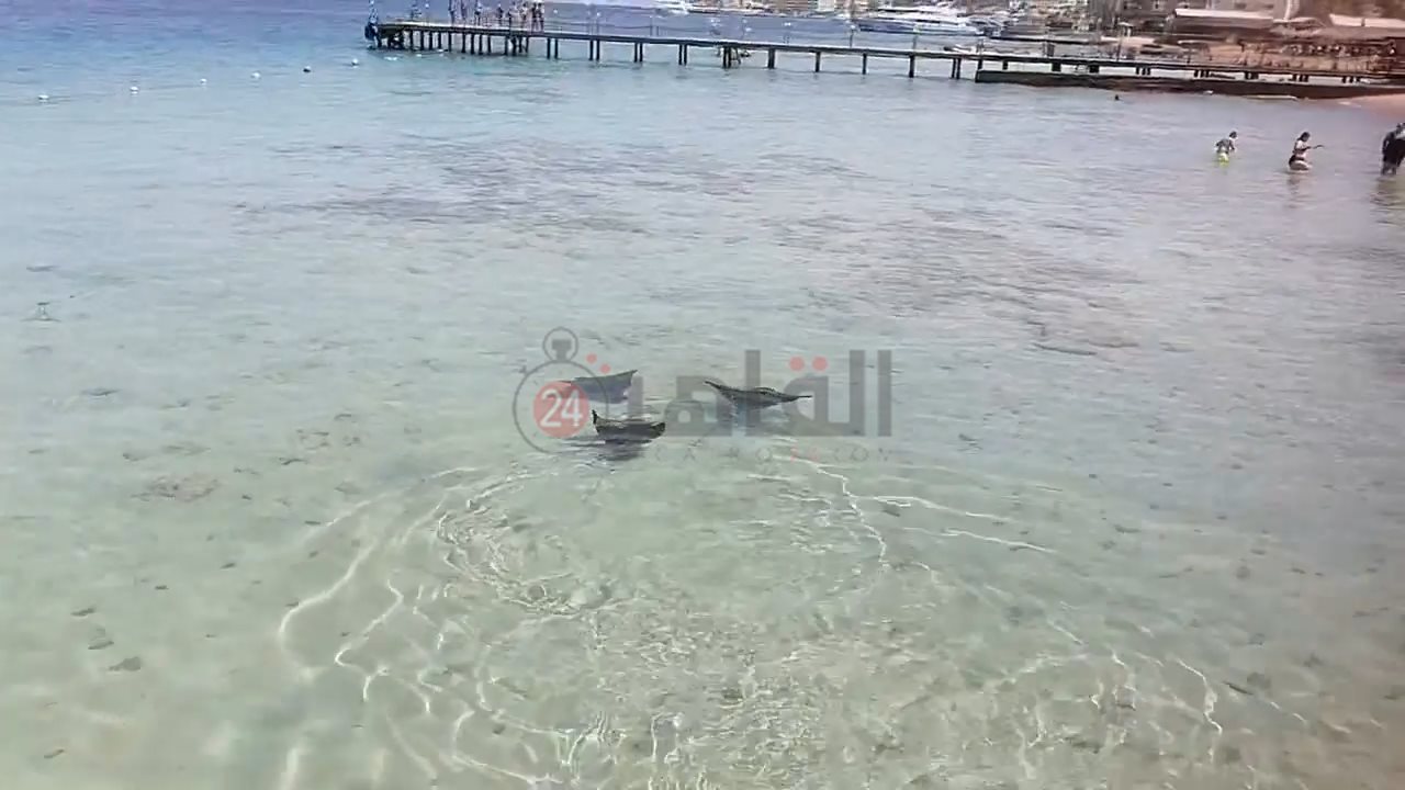 ظهور سمكة شيطان البحر بالغردقة 