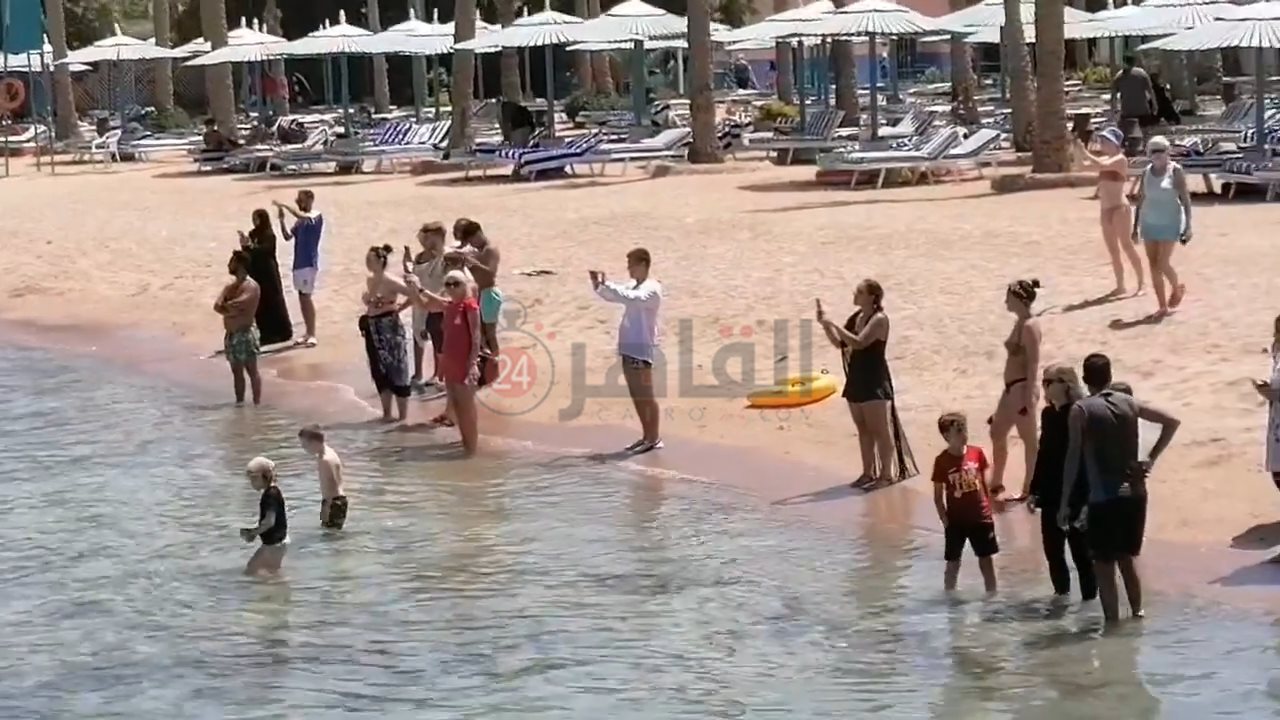 ظهور سمكة شيطان البحر بالغردقة 