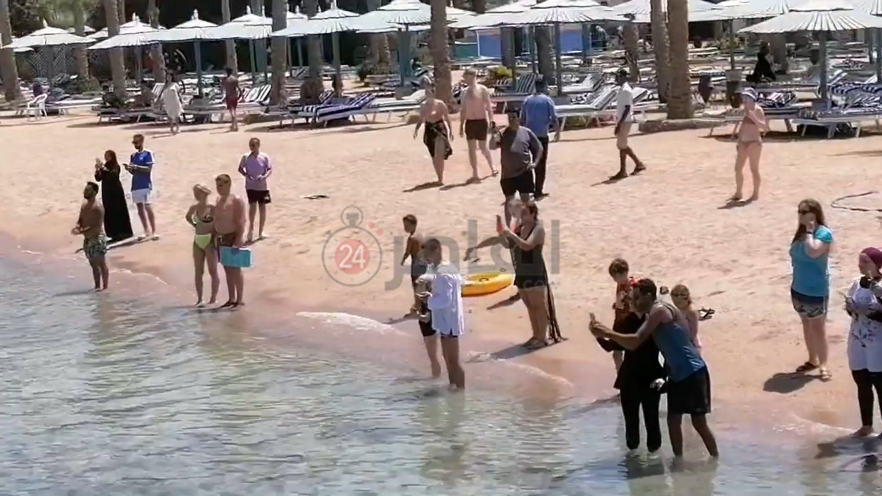 ظهور سمكة شيطان البحر بالغردقة 