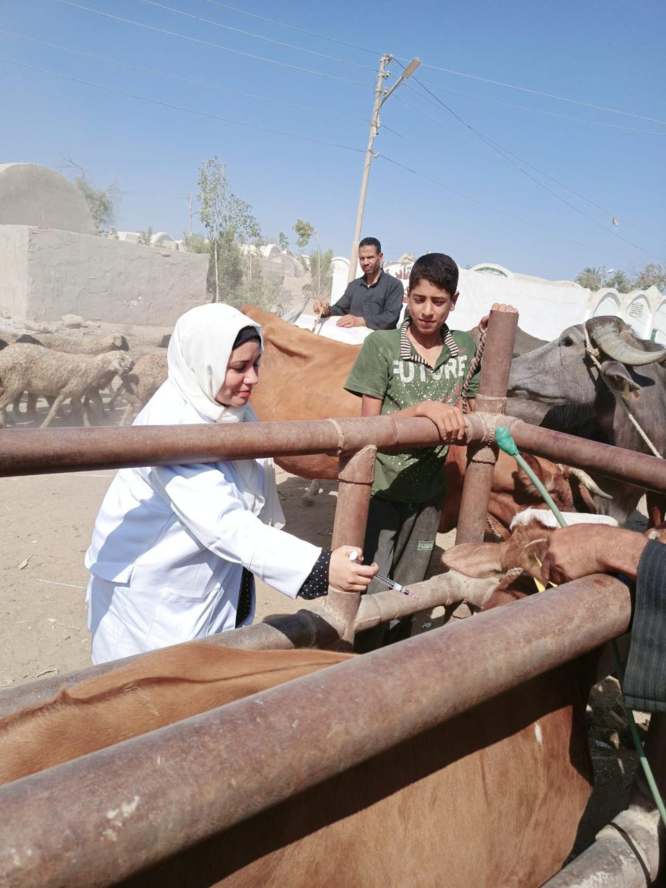 تحصين 47 ألف رأس ماشية ضد الحمى القلاعية والوادي المتصدع