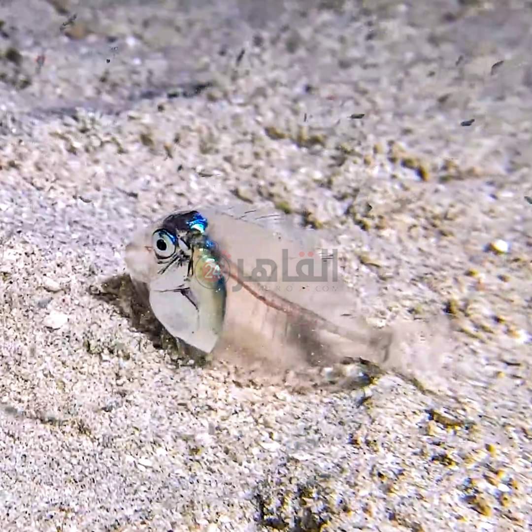 ظهور سمكة شفافة قبالة سواحل مرسى علم 