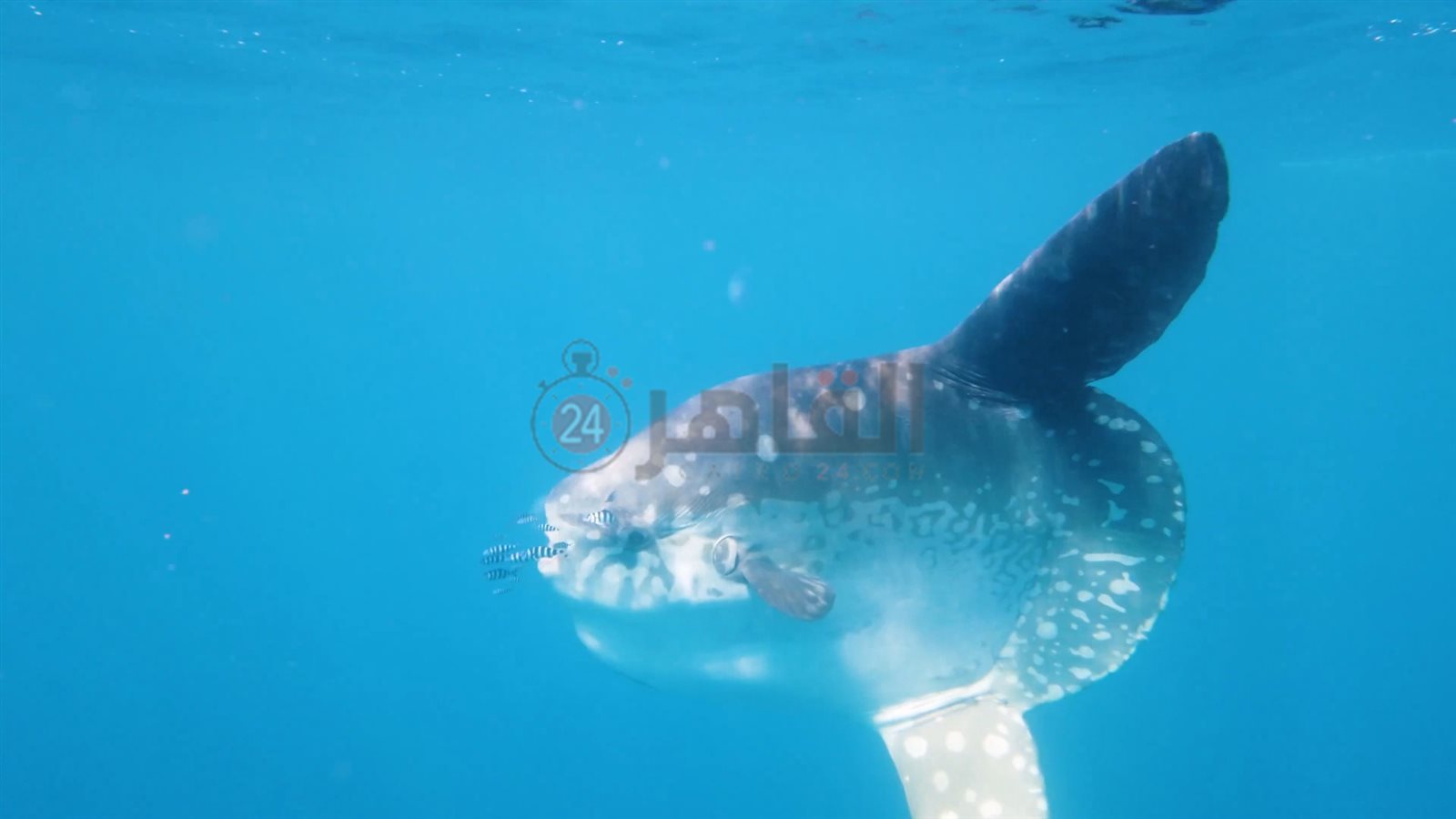 سمكة المولا مولا تعاود الظهور بمرسى علم 