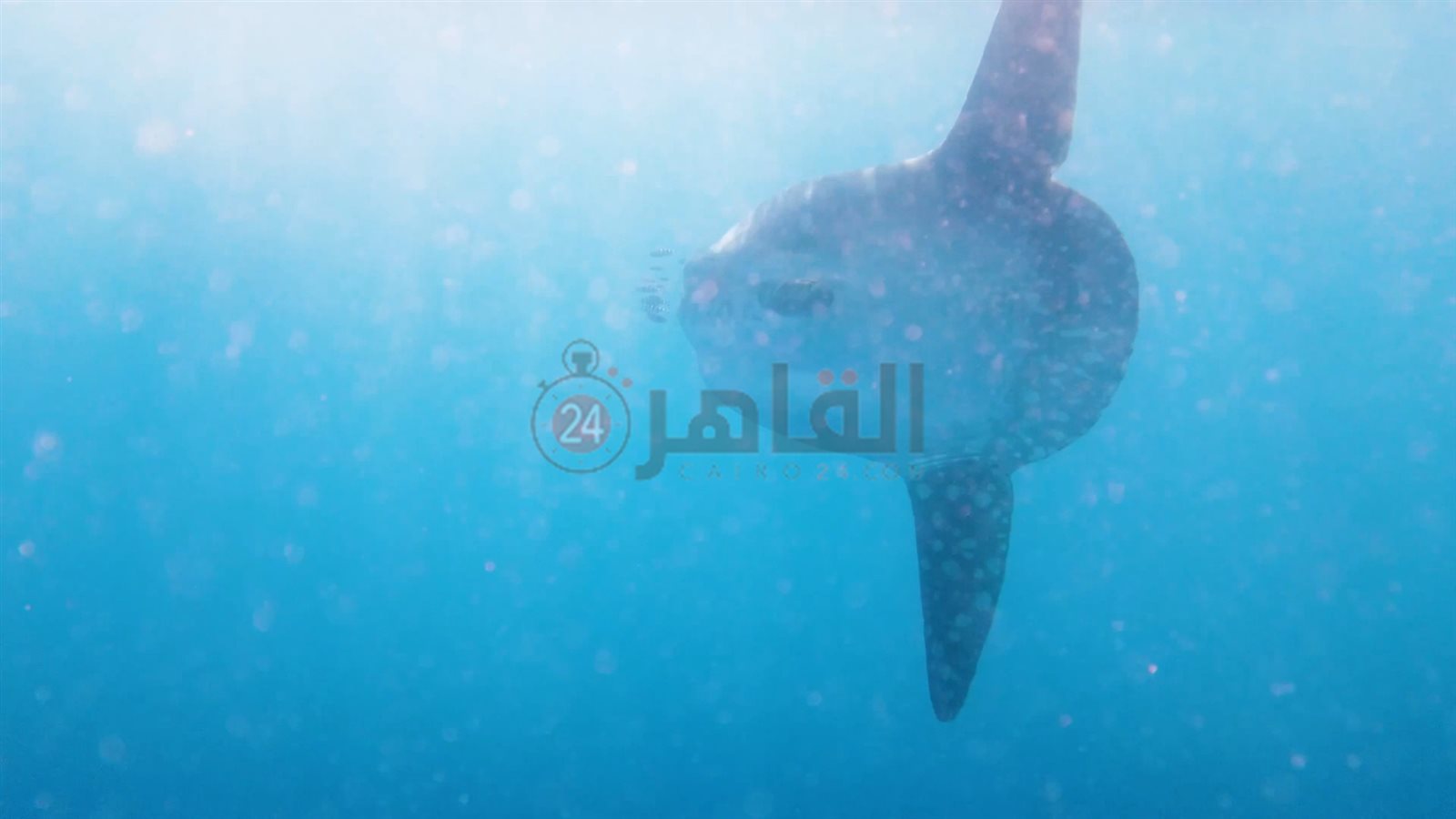 سمكة المولا مولا تعاود الظهور بمرسى علم 