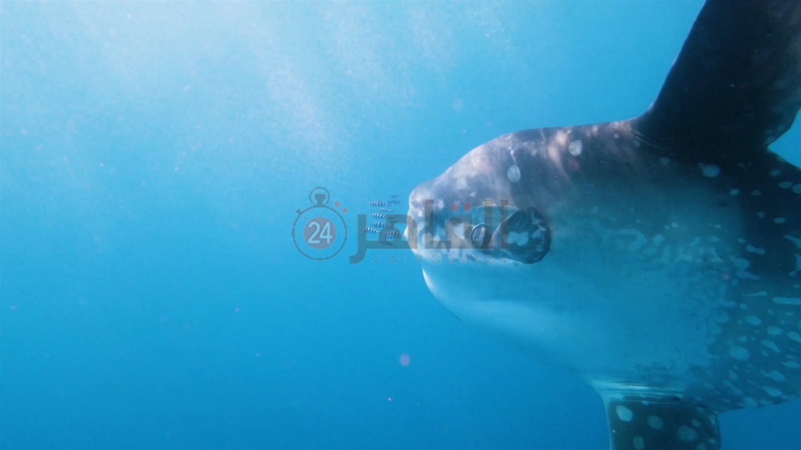 سمكة المولا مولا تعاود الظهور بمرسى علم 