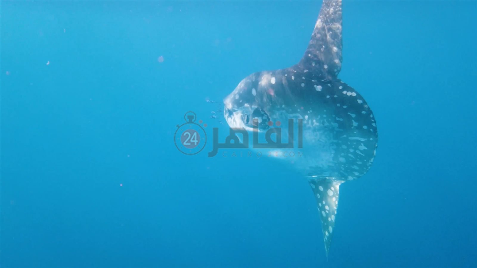 سمكة المولا مولا تعاود الظهور بمرسى علم 