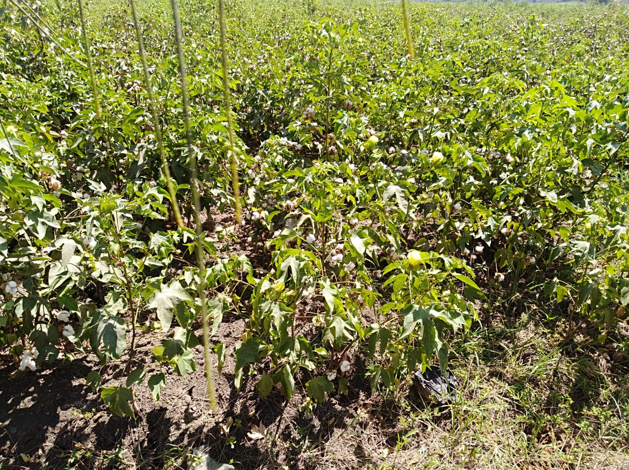 محصول القطن في الشرقية 02