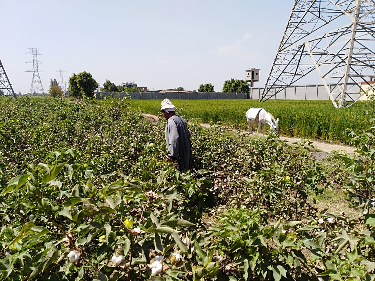 محصول القطن في الشرقية 03