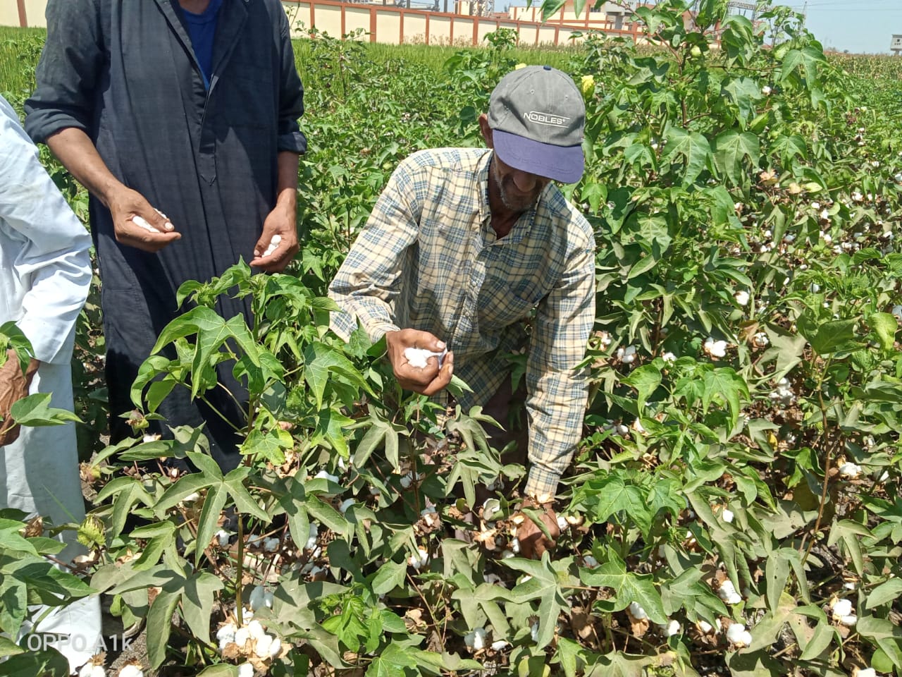 محصول القطن في الشرقية 07