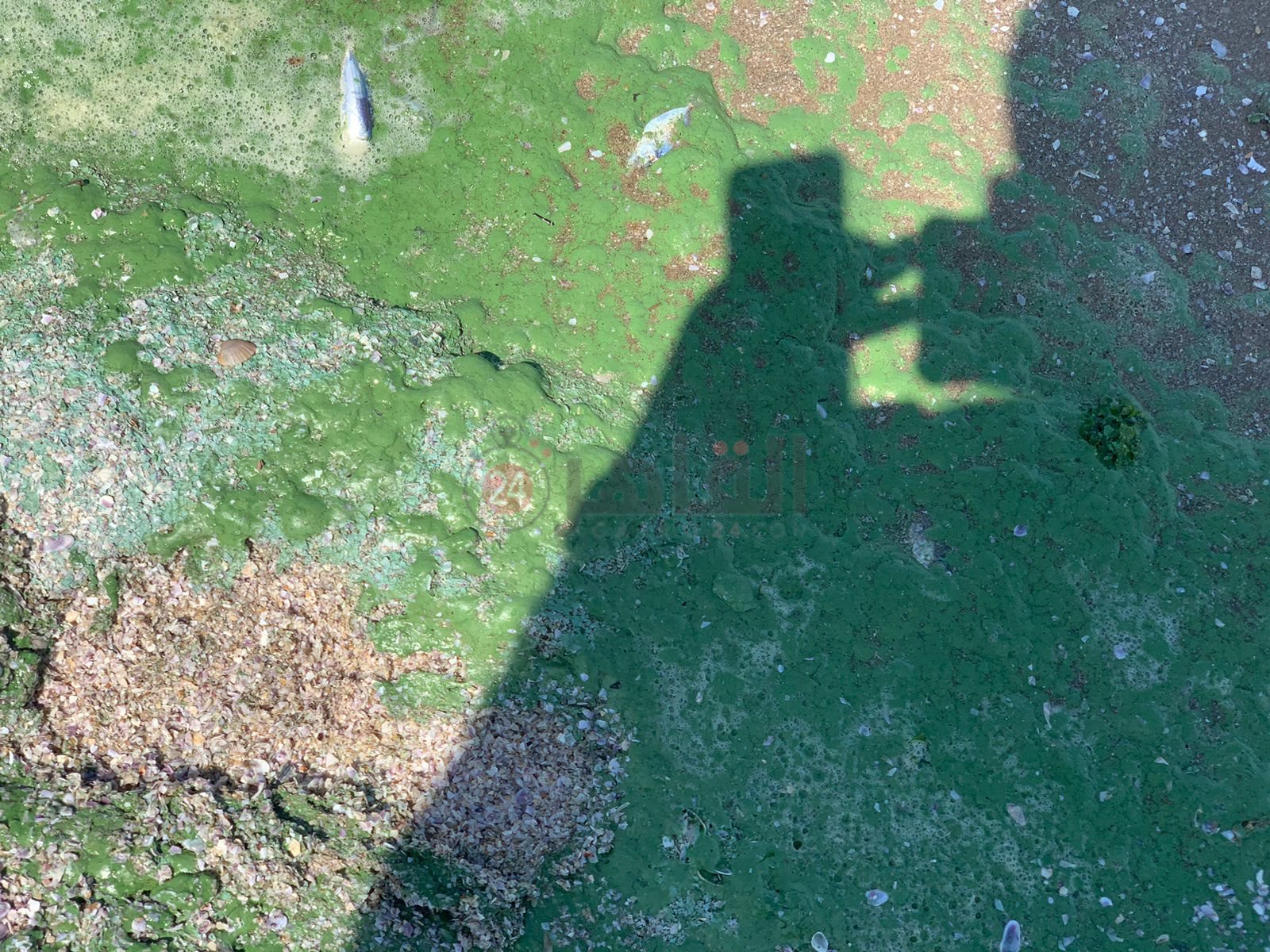 ريم أخضر علي شاطئ بورسعيد