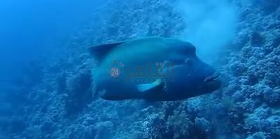 ظهور سمكة نايلون بمنطقة شعاب الفنستون 