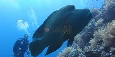 ظهور سمكة نايلون بمنطقة شعاب الفنستون 