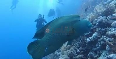 ظهور سمكة نايلون بمنطقة شعاب الفنستون 