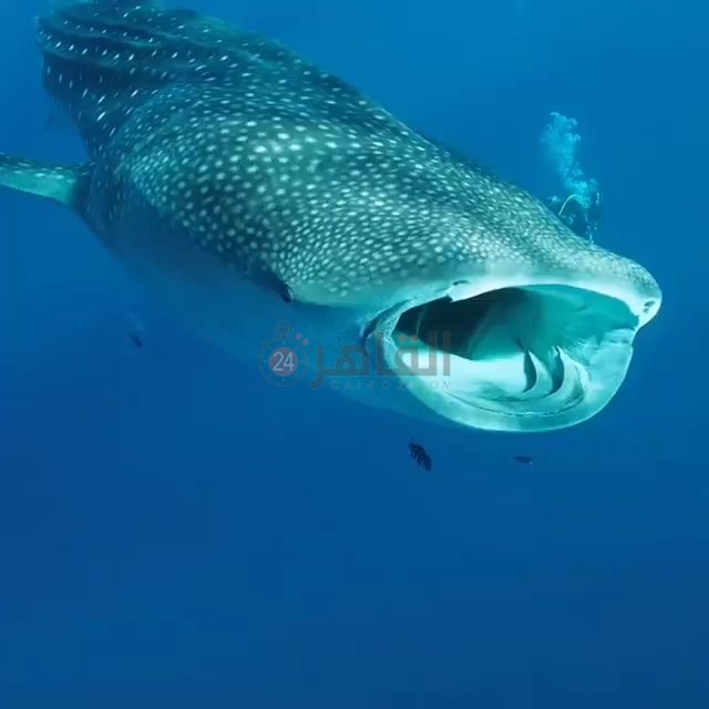 القرش الحوتي بهلول بمرسى علم 