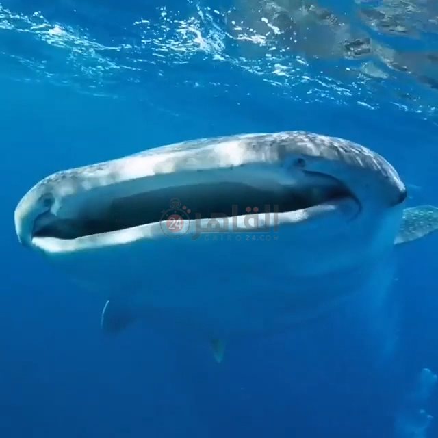 القرش الحوتي بهلول بمرسى علم 