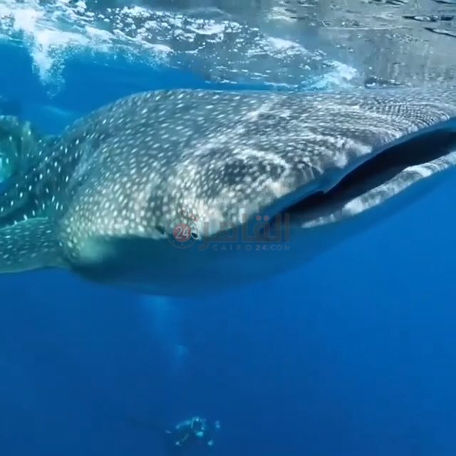 القرش الحوتي بهلول بمرسى علم 