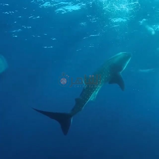 القرش الحوتي بهلول بمرسى علم 