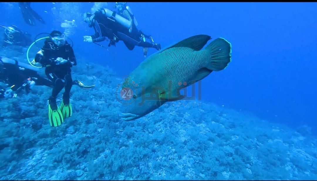 ظهور جديد للسمكة نابليون 