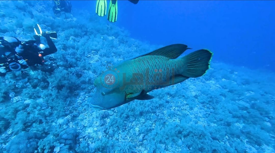 ظهور جديد للسمكة نابليون 