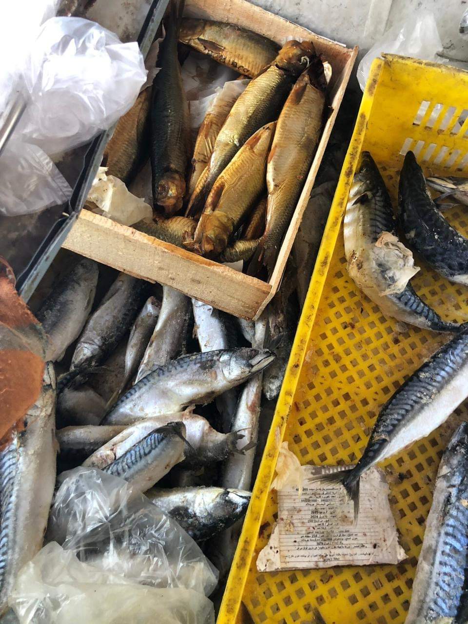 جانب من حملات الطب البيطري 4