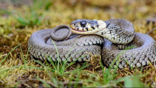 رؤية الثعبان في المنام للمتزوجة