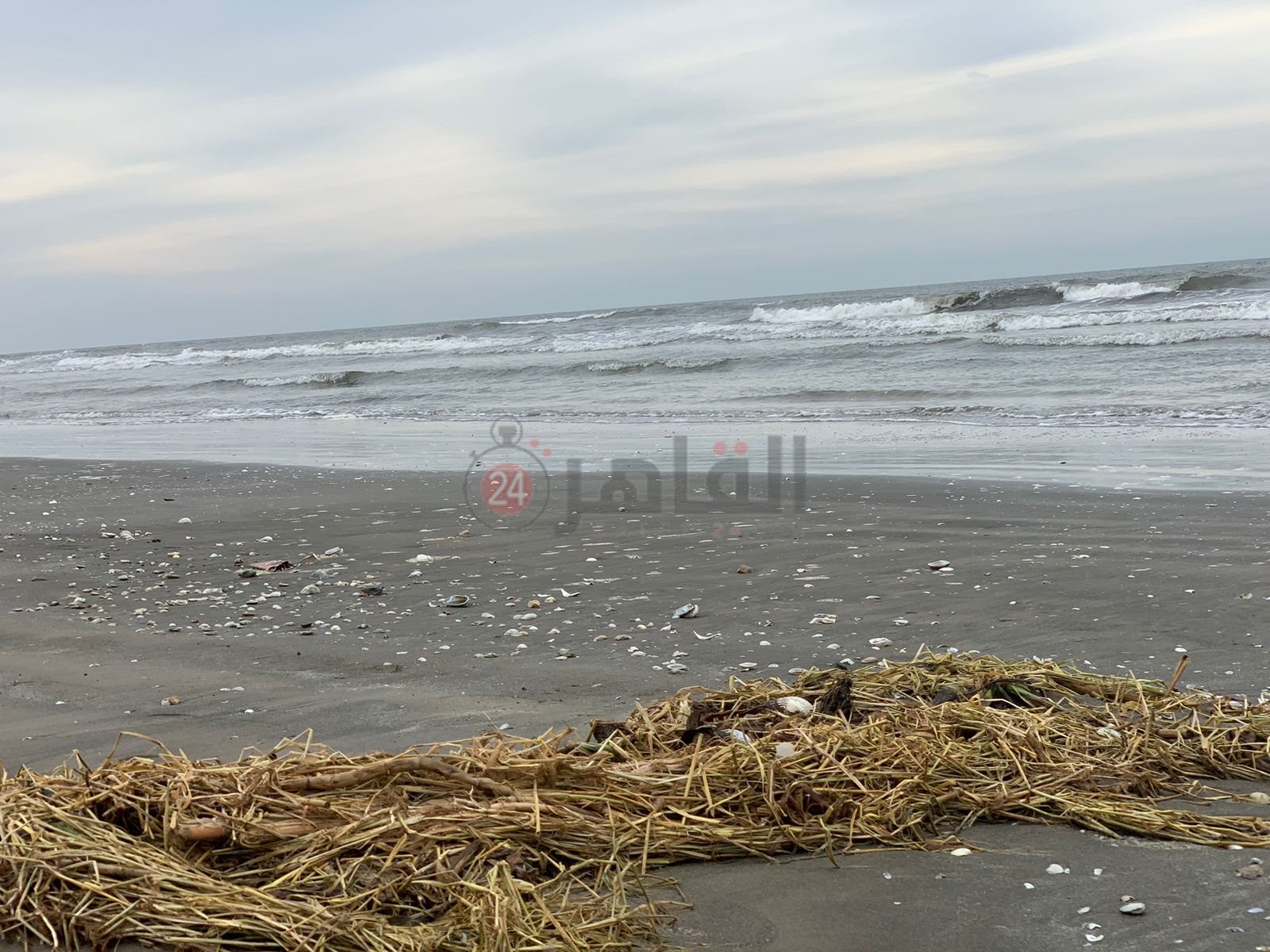 ورد النيل علي شاطئ بورسعيد 