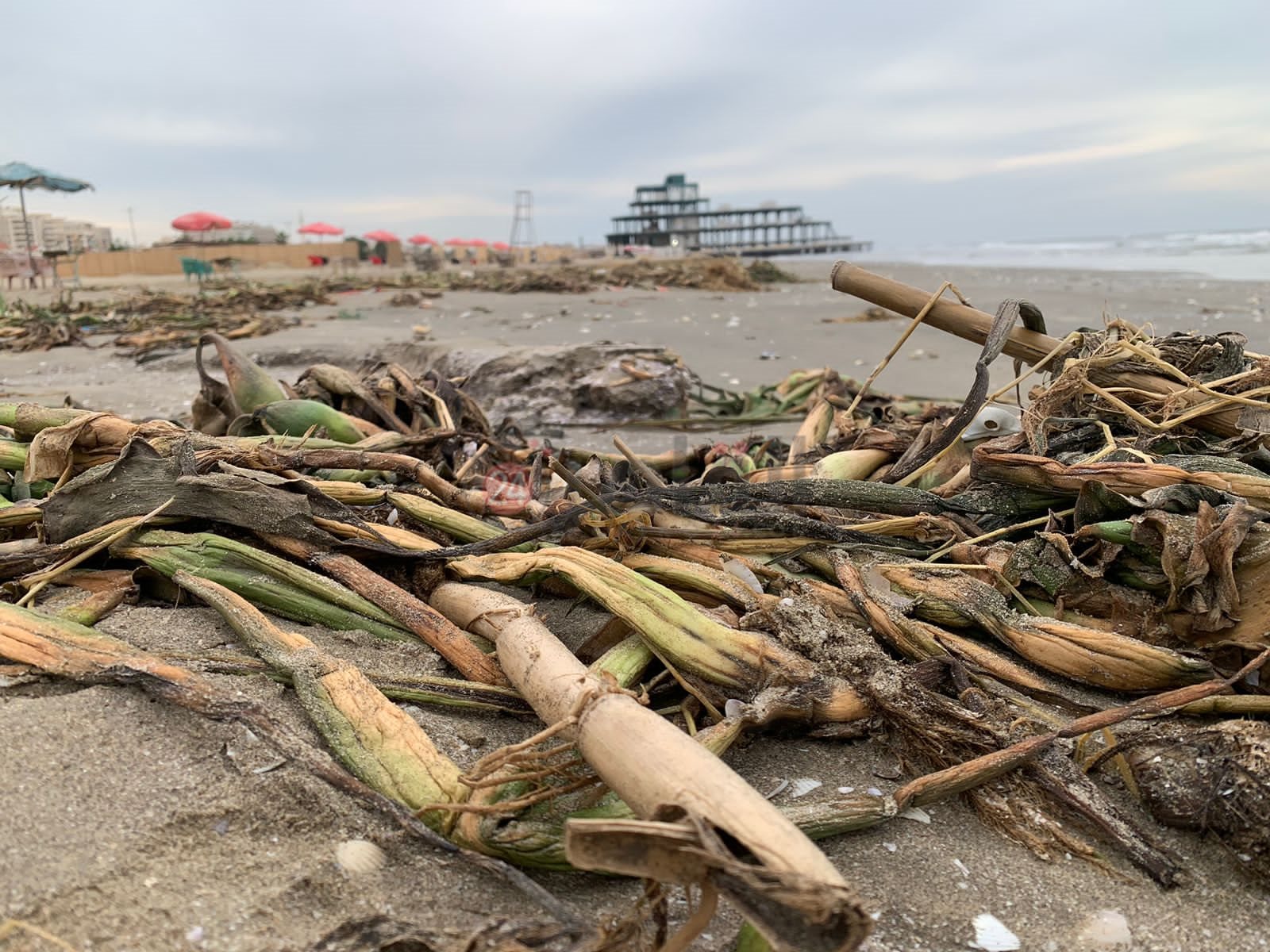 ورد النيل علي شاطئ بورسعيد 