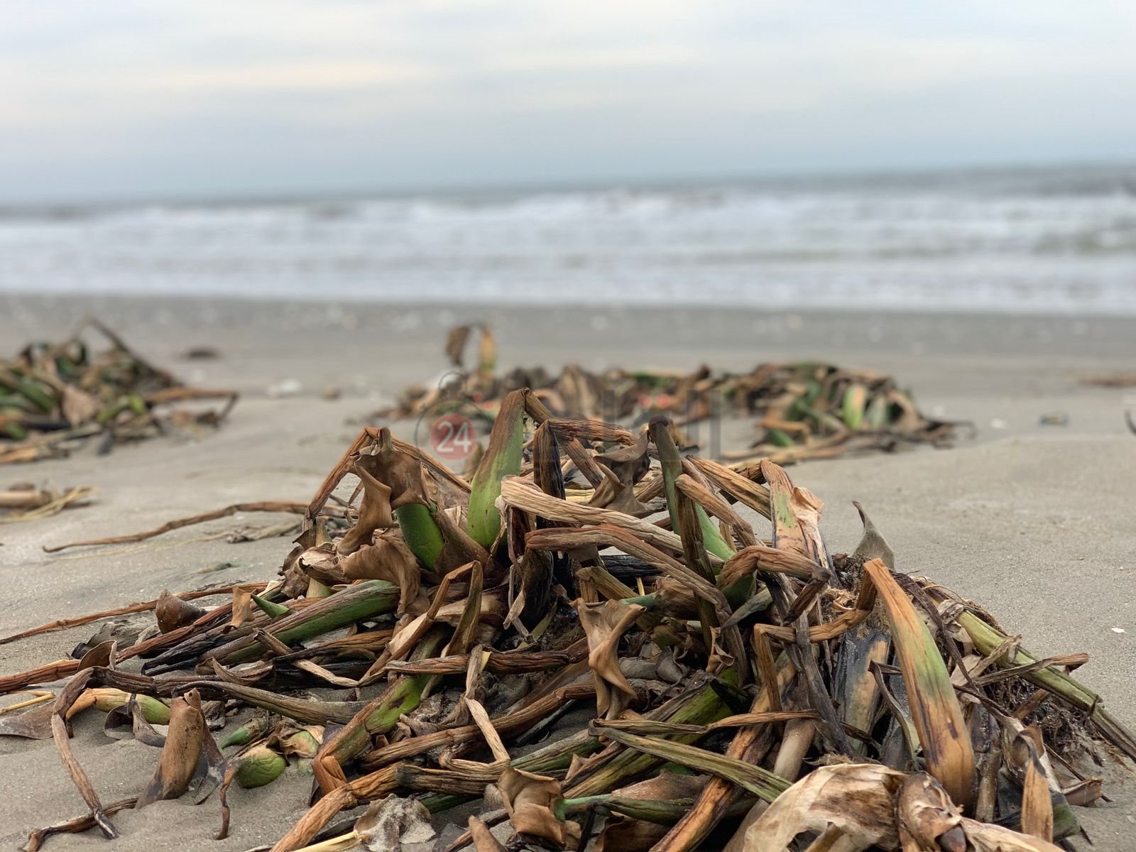 ورد النيل علي شاطئ بورسعيد 