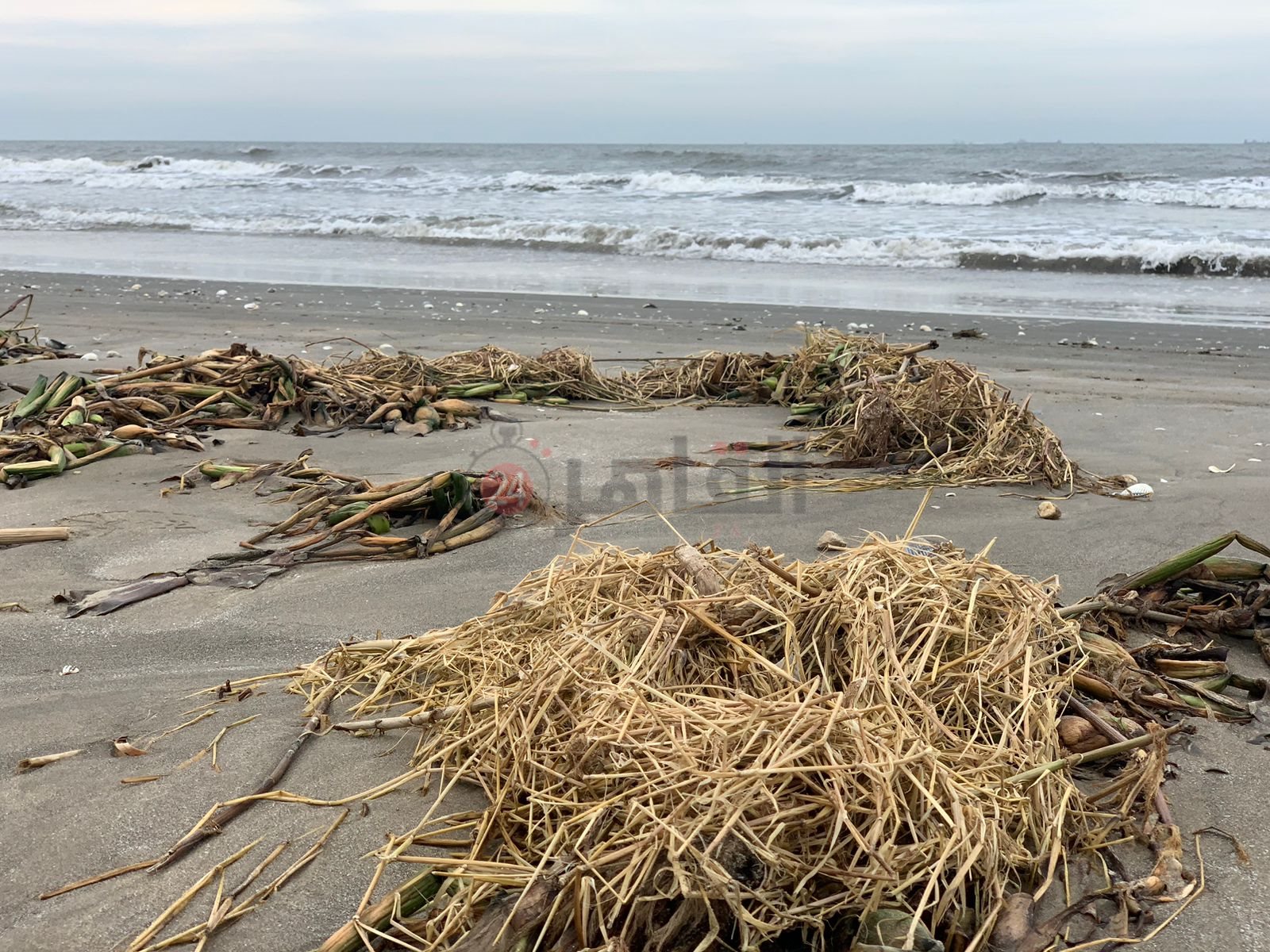 ورد النيل علي شاطئ بورسعيد 