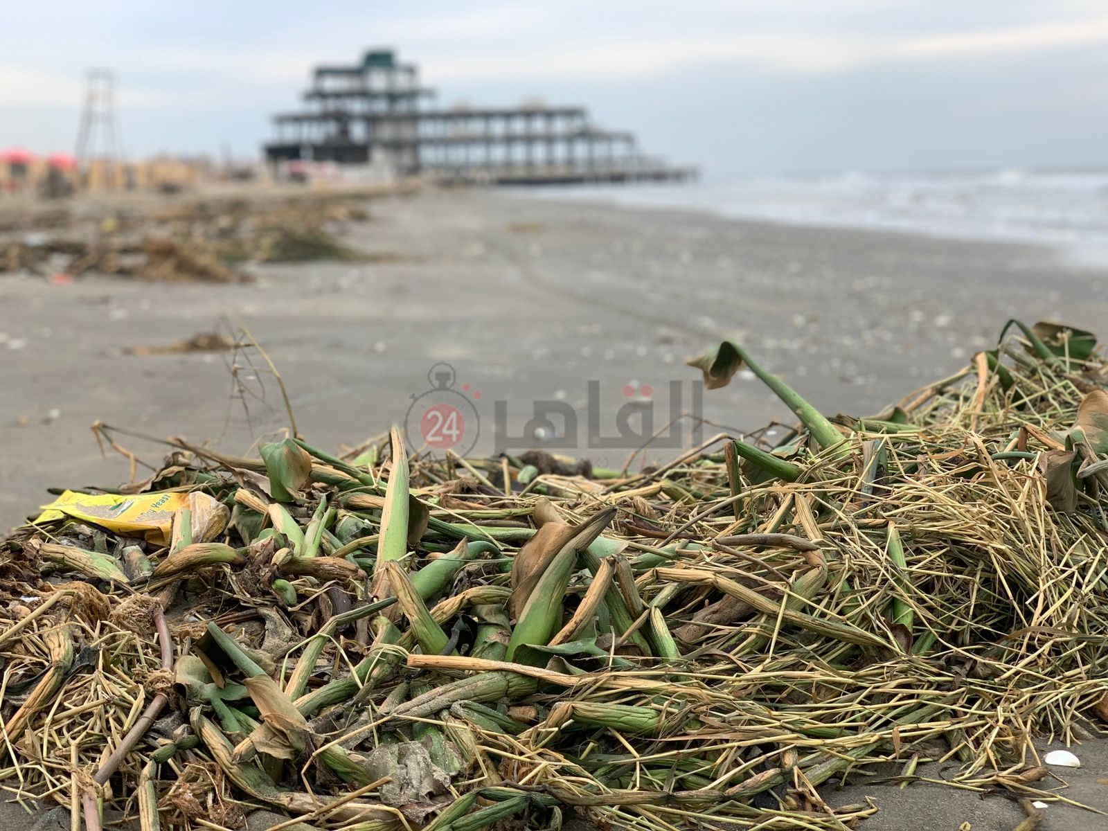 ورد النيل علي شاطئ بورسعيد 