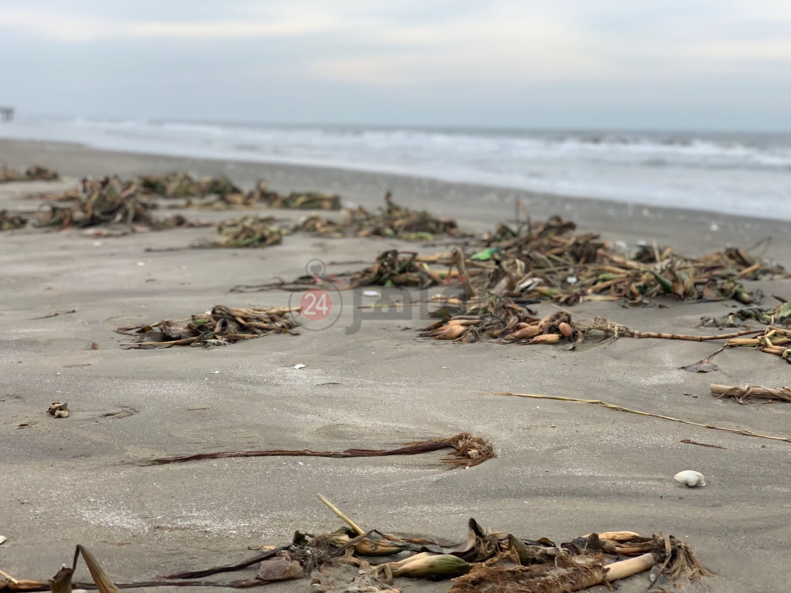 ورد النيل علي شاطئ بورسعيد 