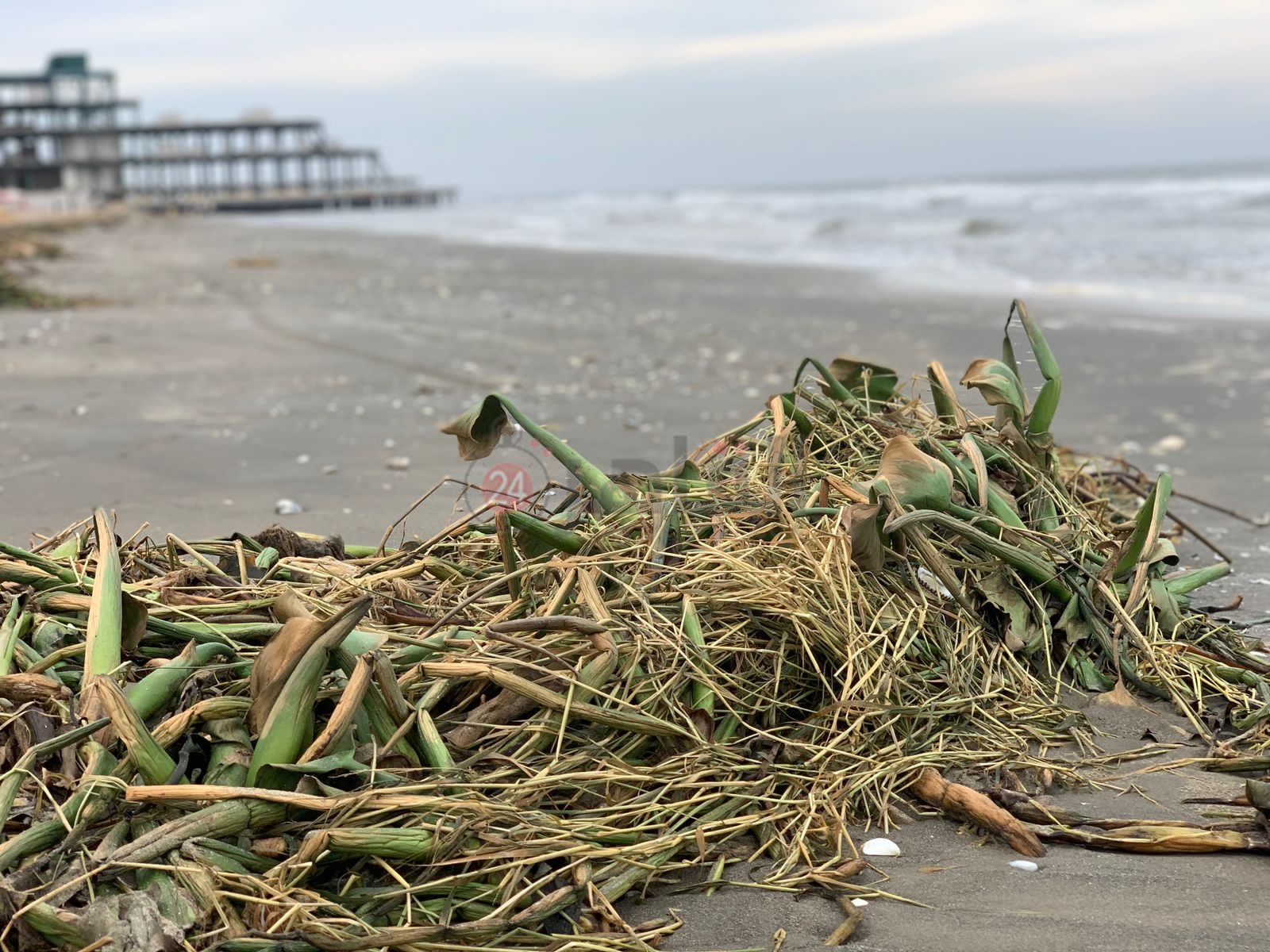 ورد النيل علي شاطئ بورسعيد 