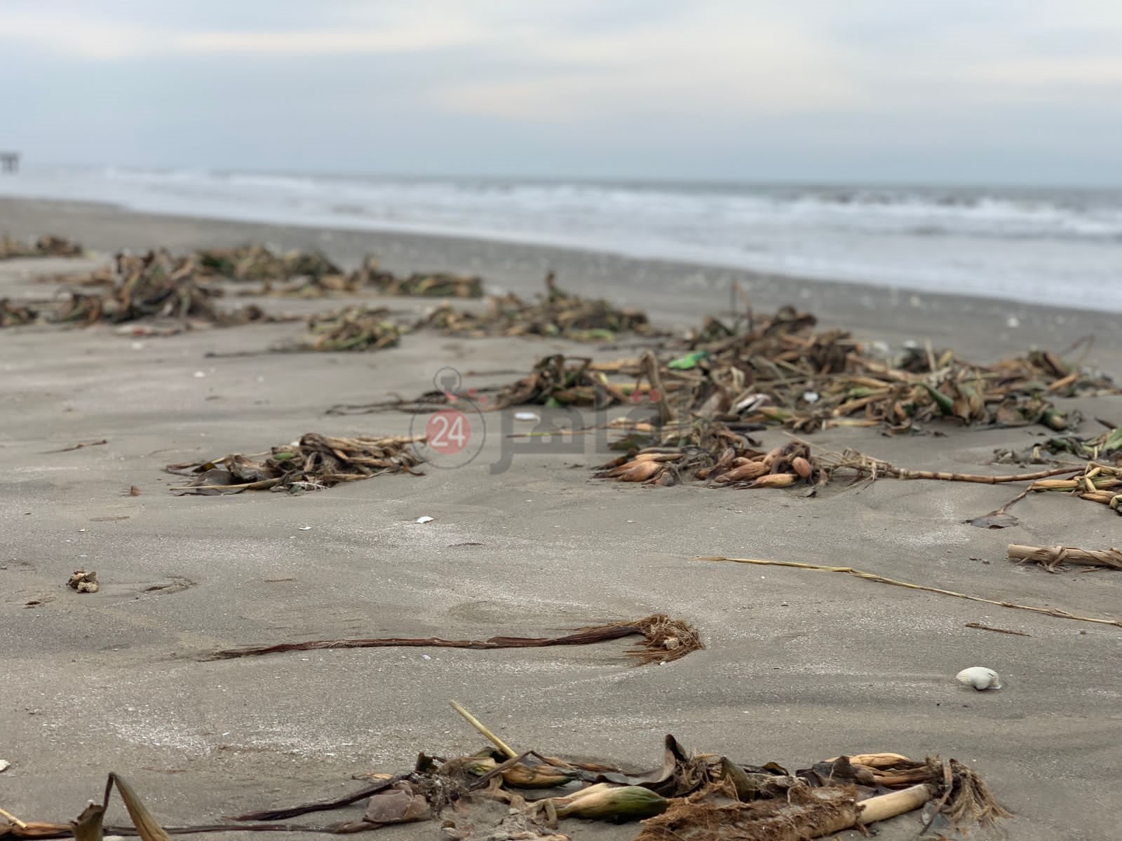 ورد النيل علي شاطئ بورسعيد 