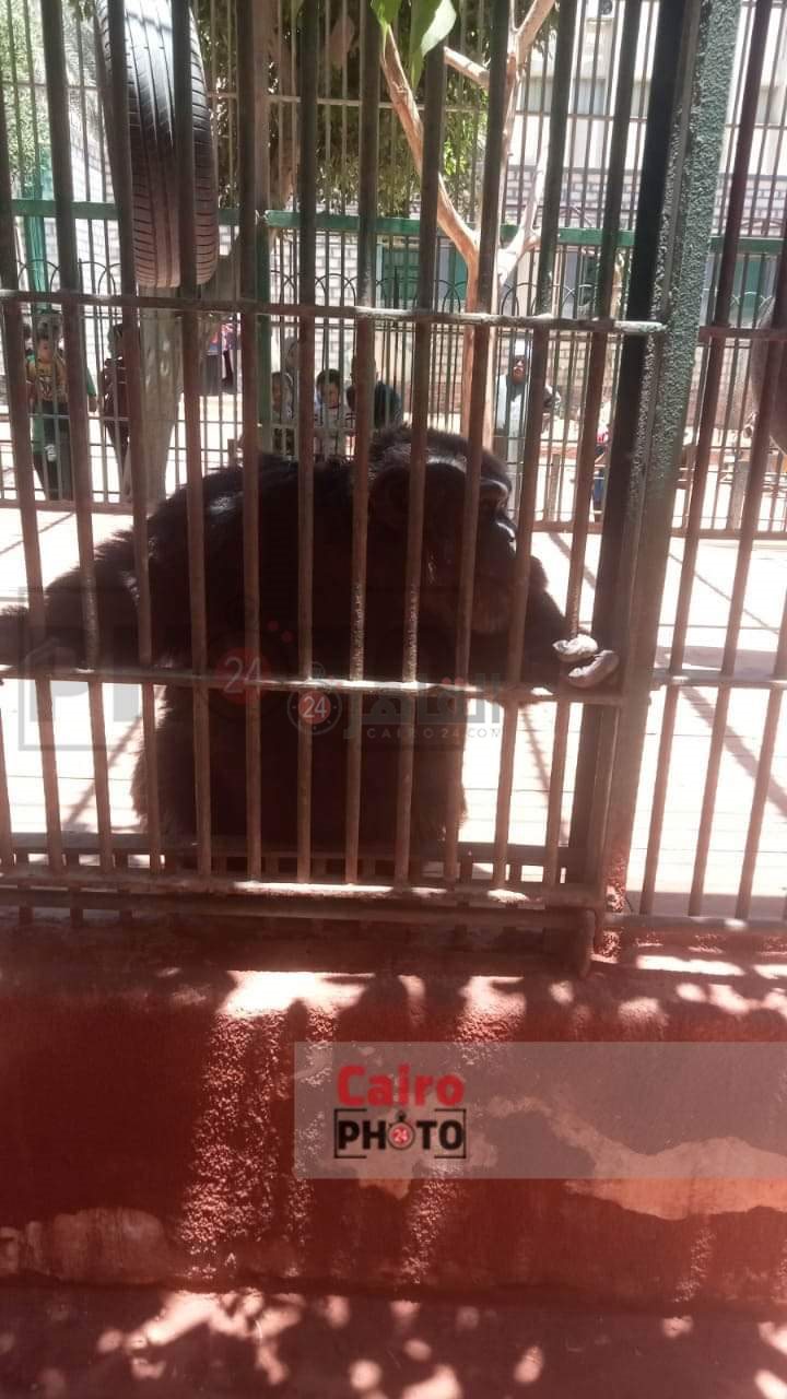 استعدادات حديقه الحيوان بالفيوم لاستقبال الزوار