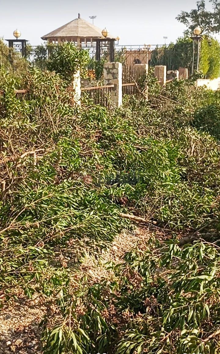 تقليم سور شجري بقرية رحيل بالفيوم