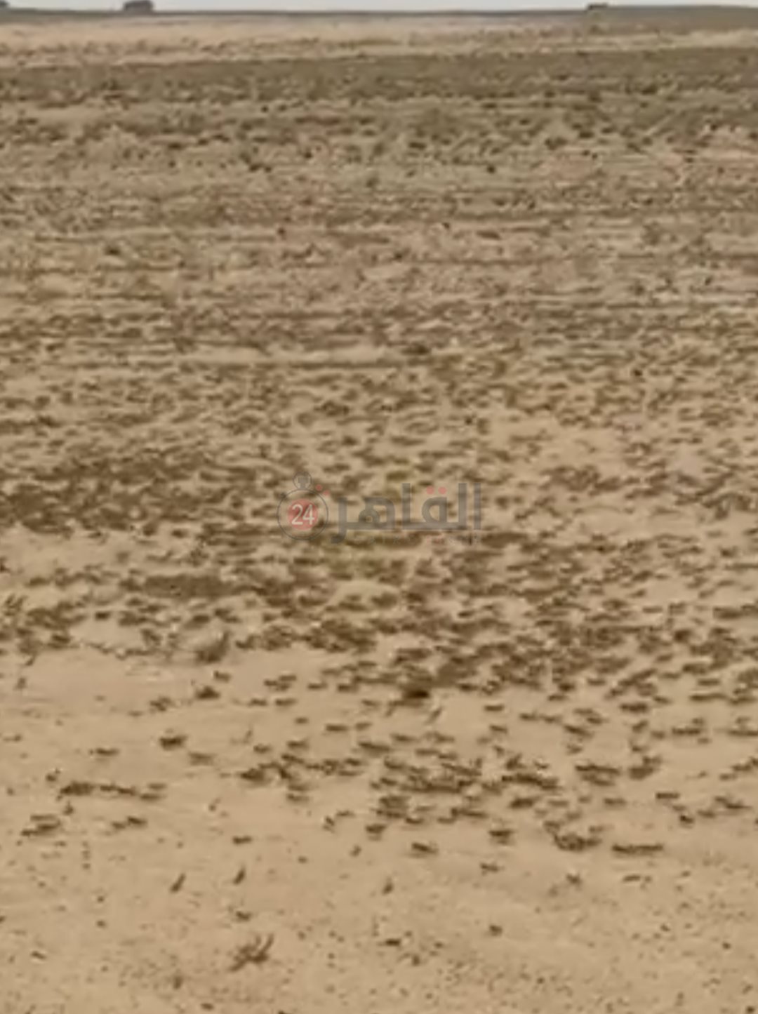 IMG_٢٠٢٤٠١٣٠_٠٨١٨٢٥