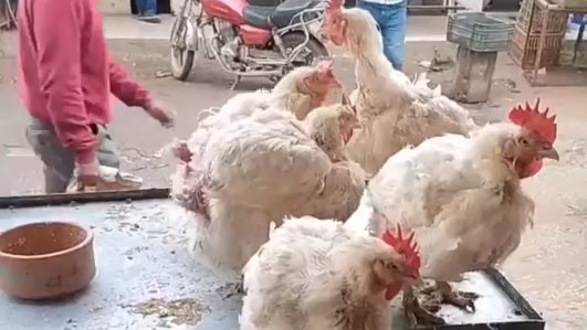 سعر الفراخ البيضاء اليوم