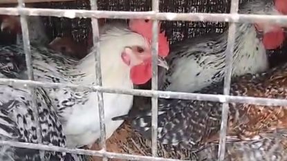 سعر كيلو الفراخ البيضاء اليوم