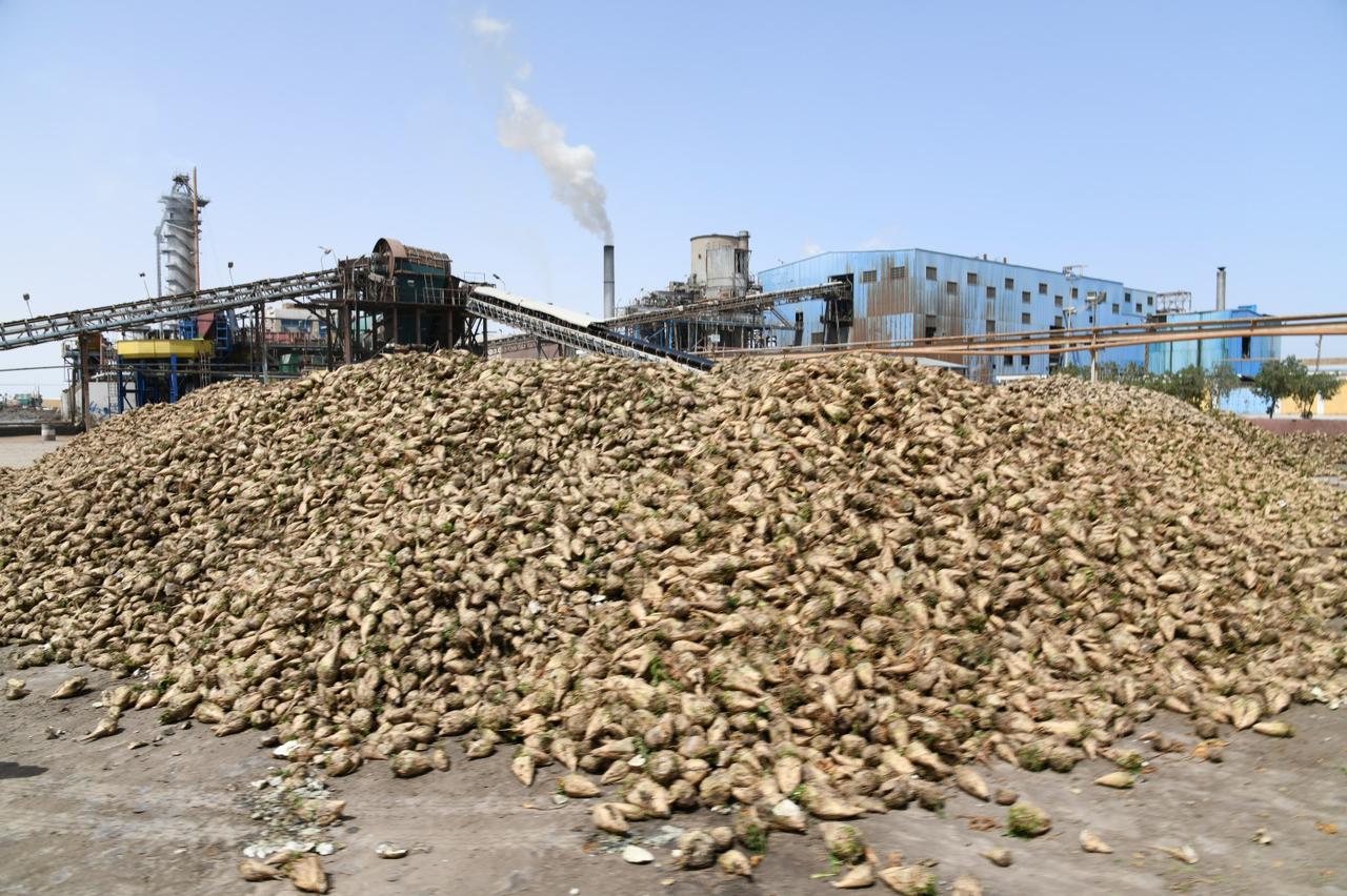 محافظ الفيوم يفتتح موسم البنجر ويتابع عمليات إستلام المحصول ومراحل الإنتاج بشركة السكر بقصر الباسل