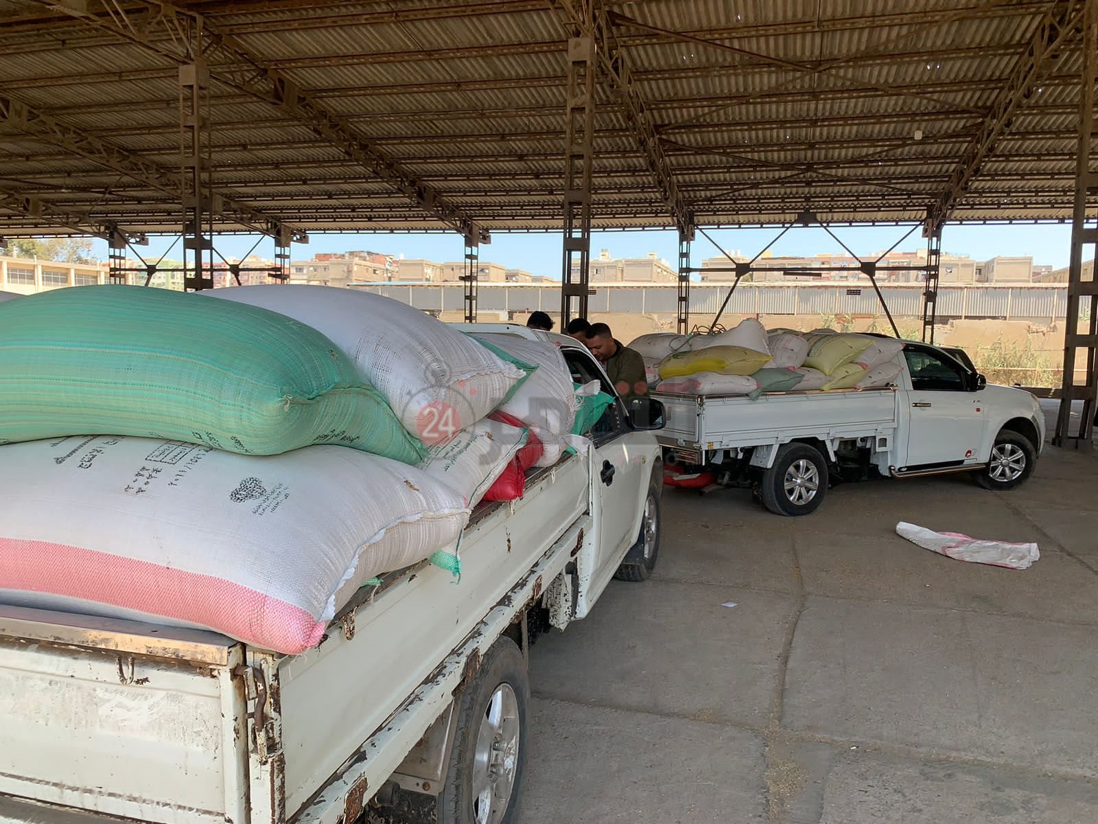 موسم توريد القمح ببورسعيد 